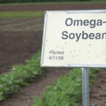 생명공학작물 개발과정과 농업생명공학기업 몬산토의 파이프라인