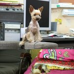 가족같은 강아지를 잊어 버렸습니다!!도와주세요!!