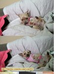 강아지를 잊어버렸습니다!! 도와주세요!!