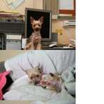 강아지를 잊어버렸습니다!! 도와주세요