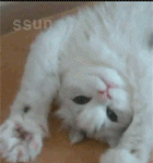 앙용앙용 내년<b>오라버니</b> ㅇ_ㅇ/~~