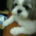 (사진有) <b>sbs</b> 스타킹에 내보내고 싶은 犬