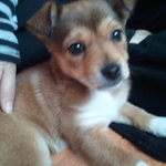 경기도 성남시 <b>상대원</b>에 사시는 분들 ~~ 강아지 주인 찾습니다~...