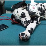 달마시안's mascot .. 빵꾸/bbangku !!