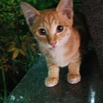 ■■부산 <b>캐논</b>450d카메라주우신분 ㅠㅠ■■