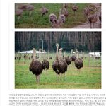 건망증 여친님의 게슈탈트 붕괴<b>현상</b>