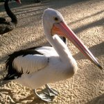 치킨 덕후녀의 실수담 이야기