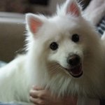 흰색 스피츠(男) 강아지를 찾습니다!!! 무한<b>rt</b>,퍼가기부탁려요