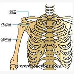 좋아 <b>견갑골</b>
