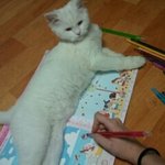 ★웃긴 내 고양이 이야기 (사진 有)