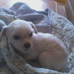 사진有)불쌍한 강아지 사연듣고, 좋은주인 만나게 해주세요!~