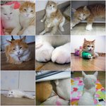 고양이도 생명입니다!!!!!!!!!