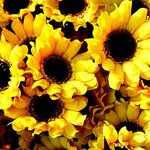 해바라기 사진 풀어요 중고 카메라로 구입한 미놀타 X-700로 찍은거임