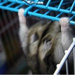 근육질햄스터의 각종 이성에 대한 혈액형에 대한 <b>논문</b> #1