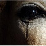 소의 눈물을 보면서 우리의 교육을 <b>의논</b>해 보아요~