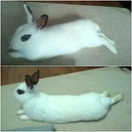 토끼가 이상하게 엎드려요(사진)