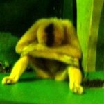 <<근육질햄스터의 <b>ab</b>혈액형에 대한 공개 사과문>>