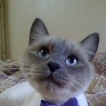 범블비의<b>유혹</b>♥(고양이이름)