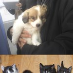 사진有>우리들의 관심이 그들을 살립니다