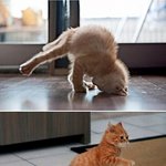 <b>힙합</b>을 사랑한 고양이