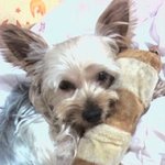 [사진有]유기견센터에서 데려온 우리집 강아지 찐이