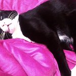 전 어느 수컷고양이의 여자입니다