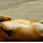 근육질햄스터의 각종 이성에 대한 혈액형에 대한 <b>논문</b> #3