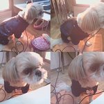 현빈 워너비 "톡톡왔쑝" <b>두찌</b>를 소개합니다