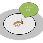 바퀴.테리야키 (cockoyaki) 또는 코코야키 (음식에 바퀴벌래...