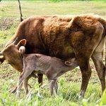 미친건.... 사람이다. [어미소의 모정]