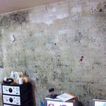 우리집에 미친존재감 곰팡이 (사진有)