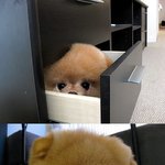 <b>이</b> <b>강아지</b>