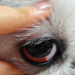 대전 <b>유성구</b> 어은동 n동물병원에 미용을 맡겼는데...(사진)