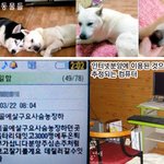 우리들의 반려동물 그들을 도와주세요!