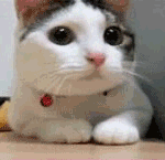 <b>수달</b>님..!