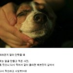 악마<b>견이</b>라 불리는 비글의....위엄