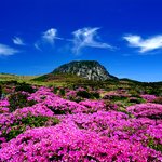 제주 세계7대 자연경관 도전!!)  여러분들의 힘이 필요합니다.