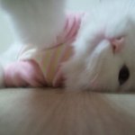 <b>셀카</b>찍는우리고양이 ㅋㅋ