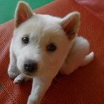 　강아지 세마리와 가족이 되게된 계기.　