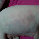 <b>동물</b>학대시키는 애견가게를  알립니다 !!!!!!!!!!!!!!!...