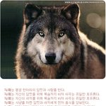 <b>늑대</b>...