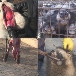 ★★sbs 모피 제작 과정 본 사람입니다[필독해주세요]