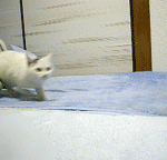 고양이 <b>발사</b>!!