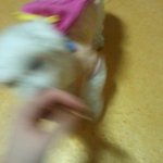 사진有) 딸딸아들개집의 일상