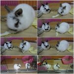 (▶사진有<b>uu</b>◀) 2011년에 쭈쭈복 받아가세요!!^_^