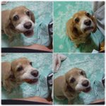 (사진有!!!!) 언니개 하는 거 똑같이 따라하는 귀여운 동생강아지...