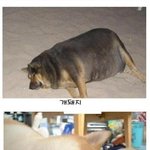 아 심심해 ...  기냥 개<b>씨리</b>즈 ㅎ