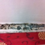 방에서 <b>버섯</b>이 자라고 있어요 ..사진