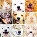 <b>집앞</b>에....굽는치킨사라졌어 ㅠㅠㅠㅠㅠㅠ