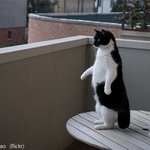 너무너무 귀여운 고양이 강아지(스압...)